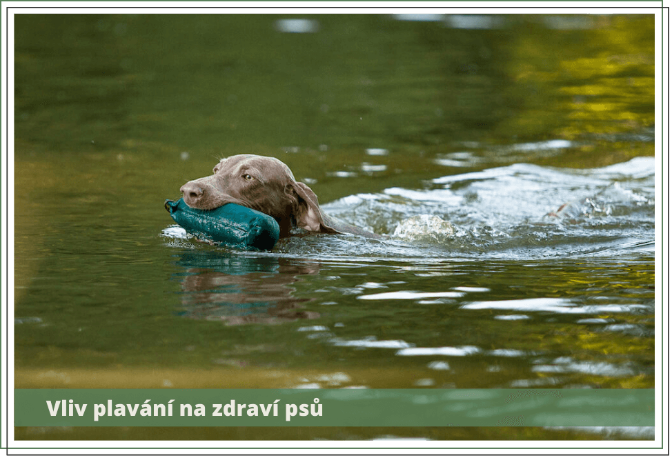 Vliv plavání na zdraví psů
